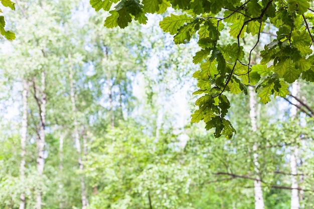 Feuilles de chêne vert en forêt avec bouleaux flous