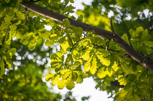 Photo feuilles de chêne vert frais sur fond blanc. feuilles de chêne dans la nature