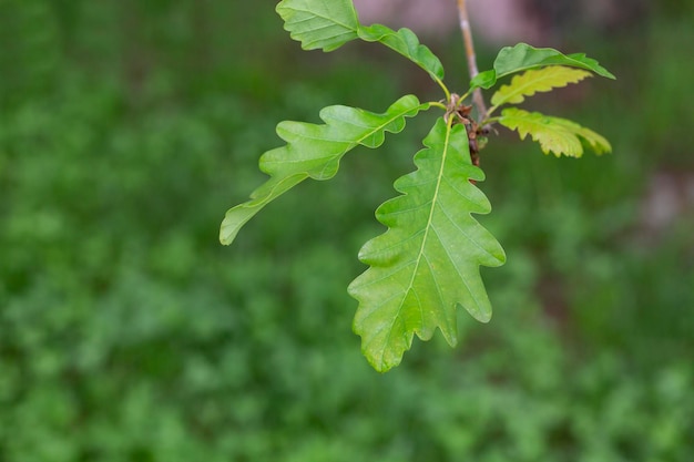 Feuilles de chêne vert en gouttes de pluie sur fond vert dans un flou