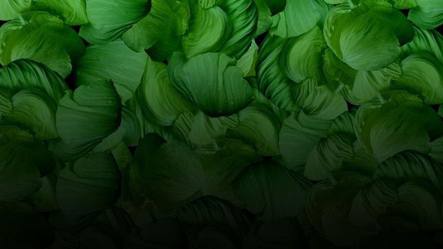 Photo feuilles de chou frais fond de texture.