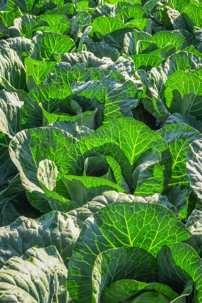 les feuilles de chou vert poussent dans le jardin. culture du concept de chou