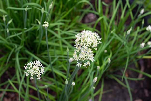 Feuilles de ciboulette chinoise fraîche avec fleur