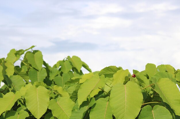 Photo les feuilles avec le ciel en arrière-plan