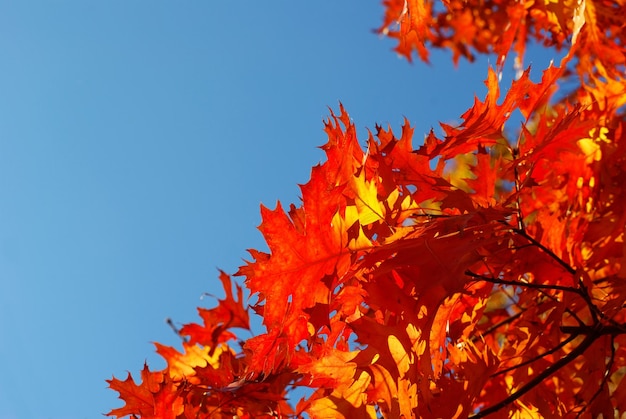 Feuilles sur le ciel