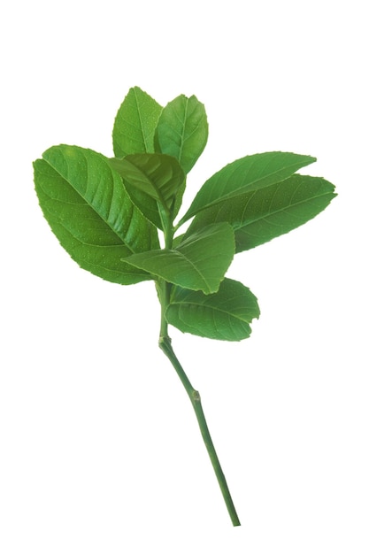 Feuilles de citron isolés sur fond blanc.