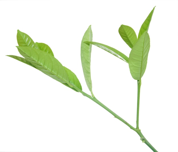 Feuilles de citron isolés sur fond blanc.