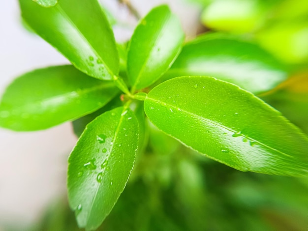 Des feuilles de citron vertes pour le fond de la nature