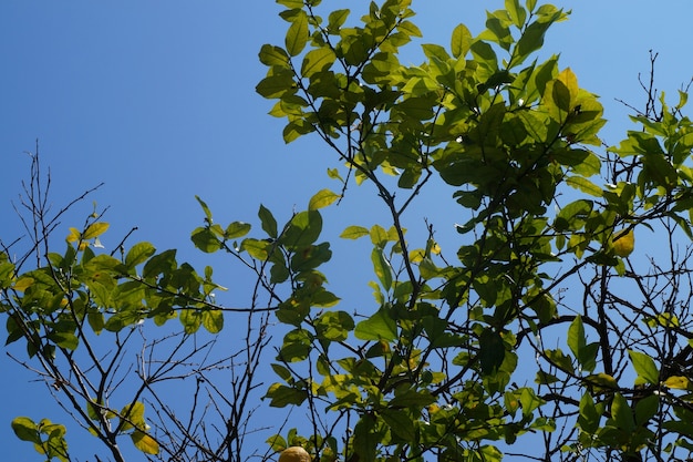 Feuilles de citron