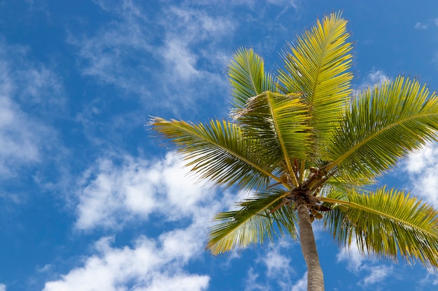 Feuilles de coco vert sur la surface du ciel et des nuages