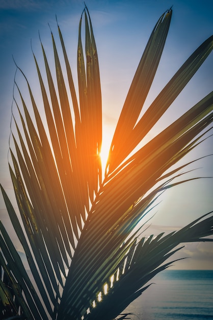 Feuilles de cocotier au coucher du soleil près de la mer