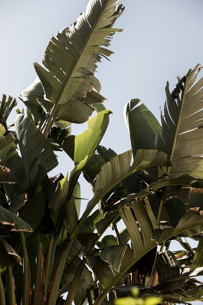 Feuilles de cocotier. Belle nature tropicale exotique d'été