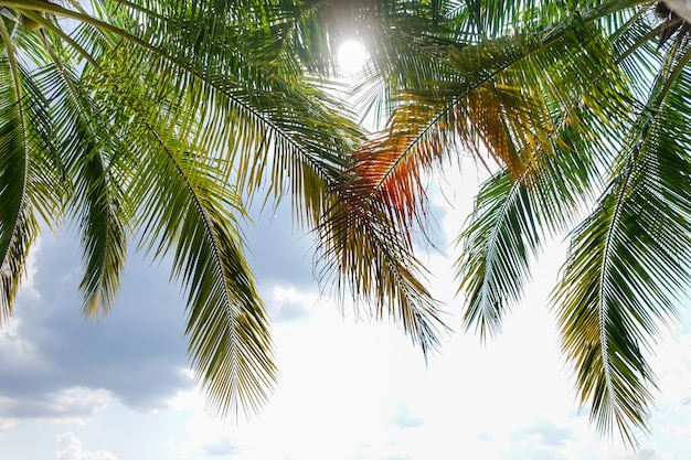 Feuilles de cocotier en été ensoleillé naturel