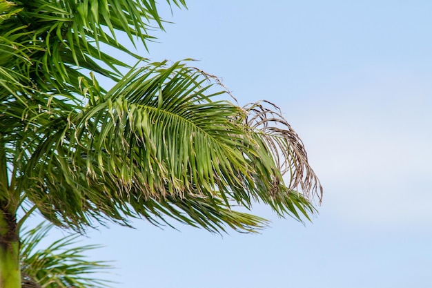 Feuilles d'un cocotier à l'extérieur à Rio de Janeiro Brésil