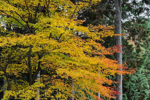 Feuilles colorées d'automne d'arbre d'érable au Japon