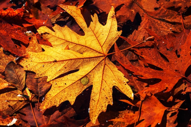 Feuilles colorées en automne