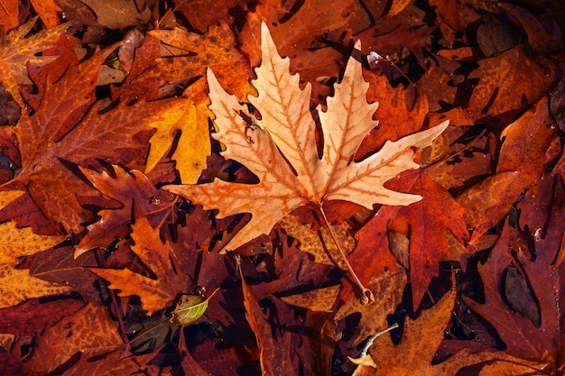 Feuilles colorées en automne