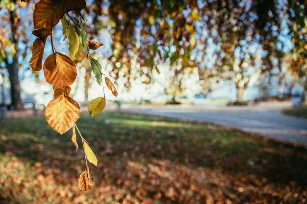 Feuilles colorées dans un espace de copie d'automne de parc