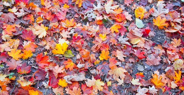 Feuilles colorées dans un parc au sol automne