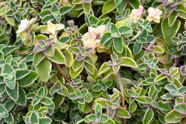 Photo feuilles colorées fraîches de menthe maxican coleus amboinicus