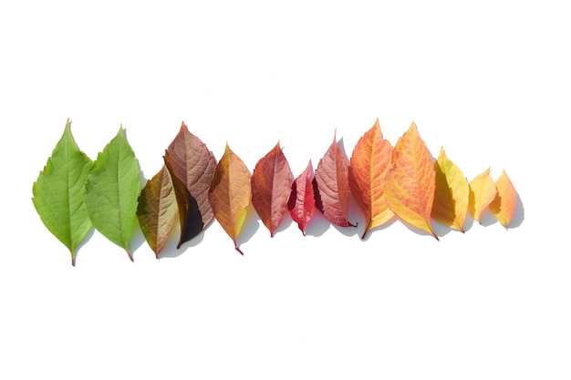 Feuilles colorées en ligne