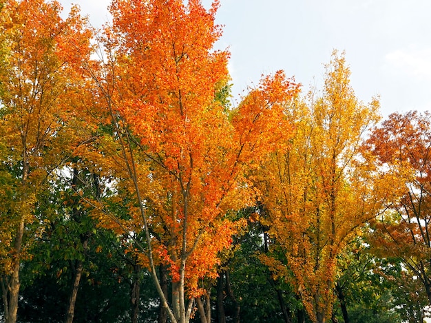 Feuilles colorées (orange, jaune et vert) sur les arbres en automne avec fond de ciel blanc