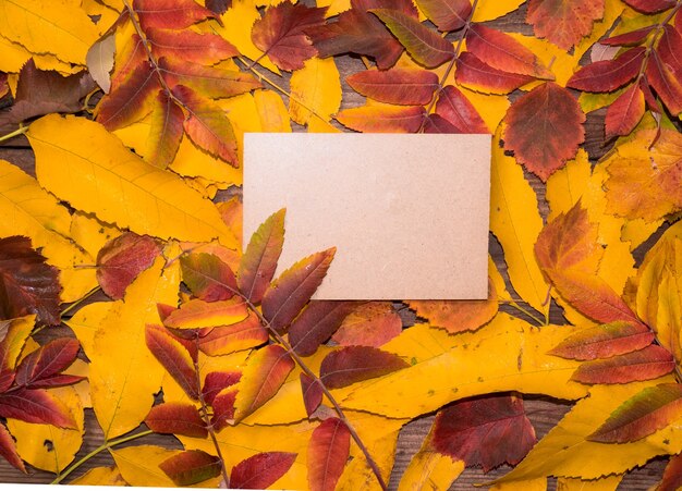 Feuilles colorées et pages de journal vierges et un tas de baies rouges