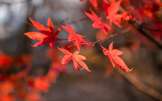 feuilles colorées pendant la saison d'automne à Gwangju en Corée du Sud