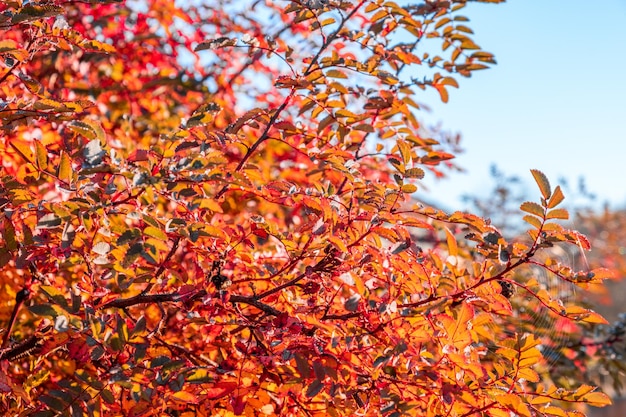 Feuilles colorées pendant la saison d'automne