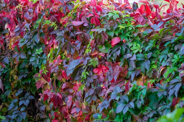 Feuilles colorées de raisins sauvages en automne