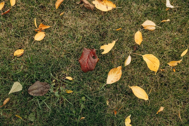 Feuilles colorées tombées sèches d'automne Fond naturel