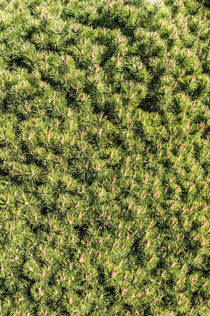 Feuilles comme fond de nature florale de végétation végétale