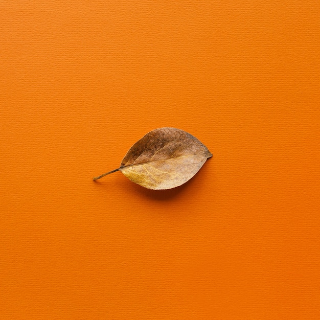 Feuilles de composition d'automne sur fond orange automne automne concept plat vue de dessus copie espace
