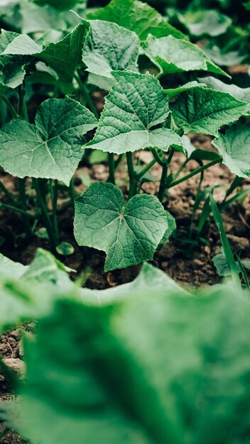 Feuilles de concombre poussant dans des semis de jardin dans le jardin de l'agriculteur