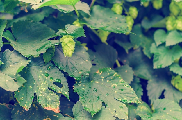 Feuilles et cônes verts de houblon Fond vert naturel