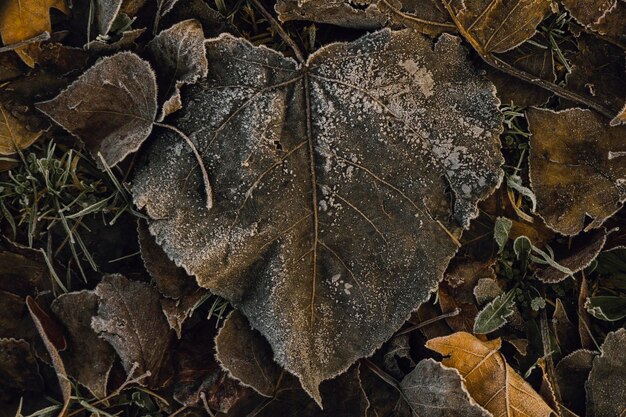 Photo feuilles congelées