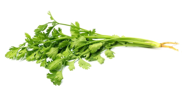 Feuilles de coriandre fraîche sur fond blanc