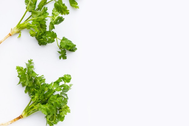 Feuilles de coriandre fraîche sur fond blanc.