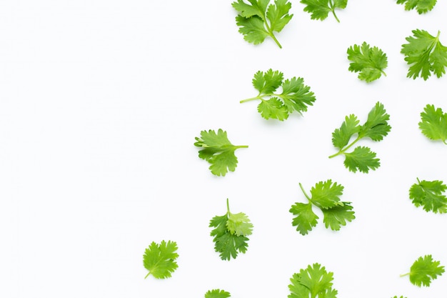 Feuilles de coriandre fraîche sur fond blanc.