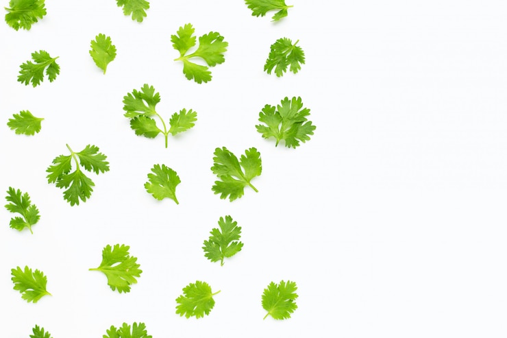 Photo feuilles de coriandre fraîche sur fond blanc.