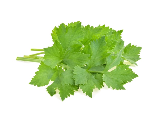 Feuilles de coriandre fraîche isolés sur blanc