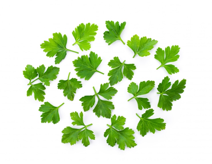 Photo feuilles de coriandre verte sur un mur blanc