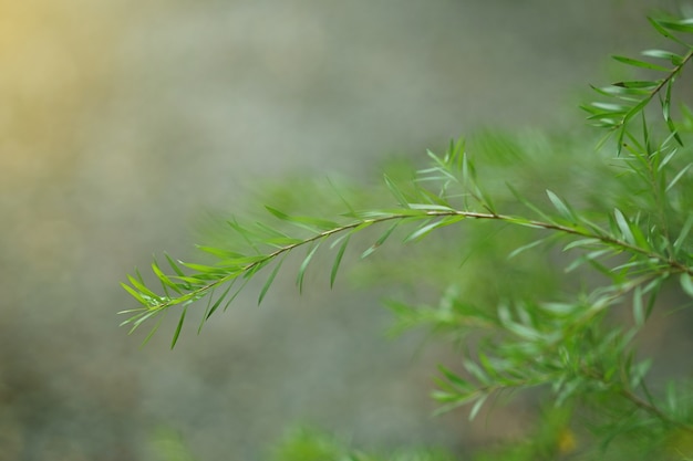 Feuilles avec des couchers de soleil naturels pour le fond