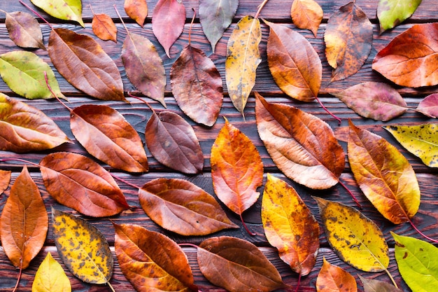 Feuilles de couleur automne sur fond en bois