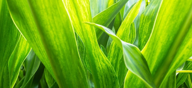 Feuilles de couleur verte et fond de verdure floue dans le concept frais de feuille verte nature