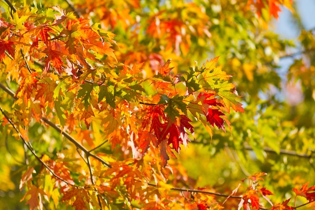 Feuilles cramoisies au soleil