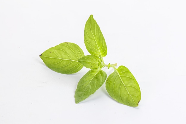 Les feuilles crues de basilic vert aromatisent l'arôme