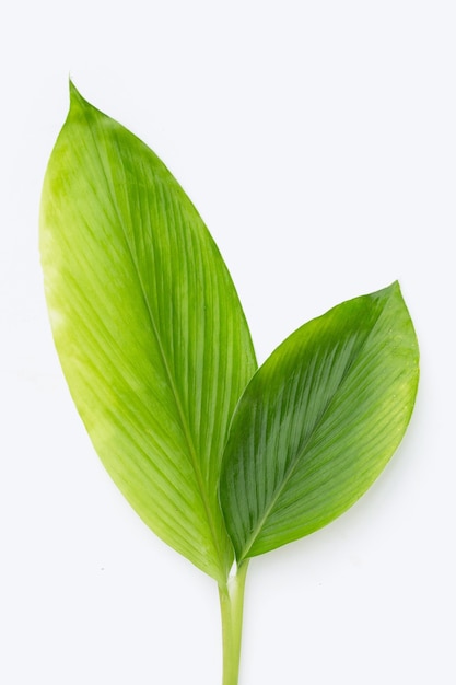 Feuilles de Curcuma Comosa sur fond blanc.