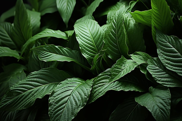 des feuilles dans le jardin des feuilles vertes