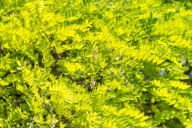 feuilles denses en gros plan