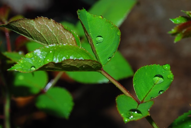 Feuilles avec détail de gouttes